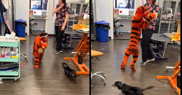 Собаку покрасили в Тигру из «Винни-Пуха» к Хэллоуину