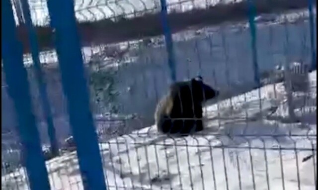 Бесстрашный охранник на космодроме Восточный помог заблудившемуся медведю
