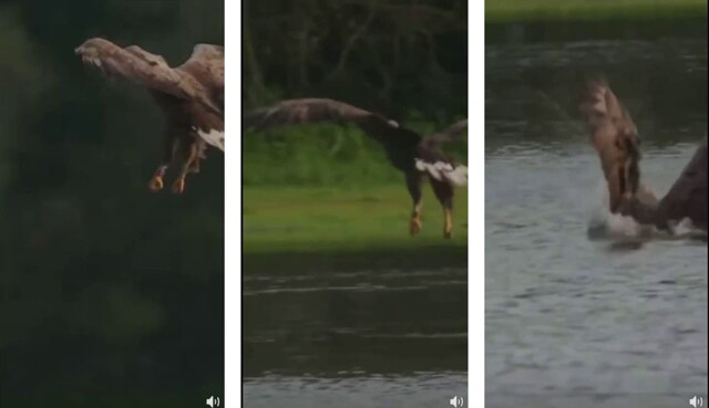 Ху - хороший улов