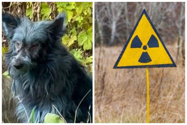 В Чернобыльской зоне заметили собак с синей шерстью