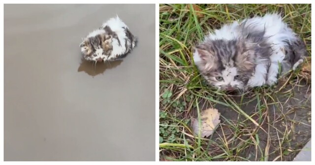 Женщина нашла в луже котёнка