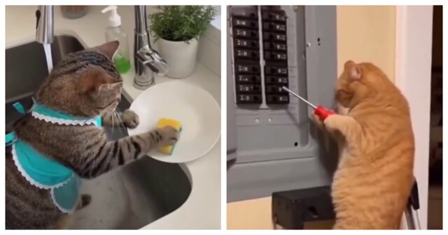 Из жизни нейрокотов