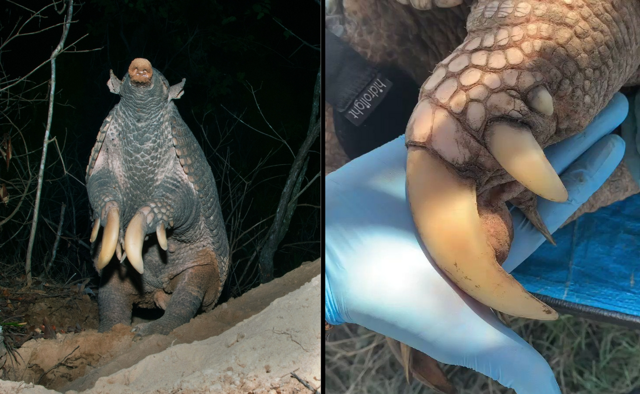 Гигантский броненосец: превратил свои лапы в клешни, из-за которых больше не может нормально ходить