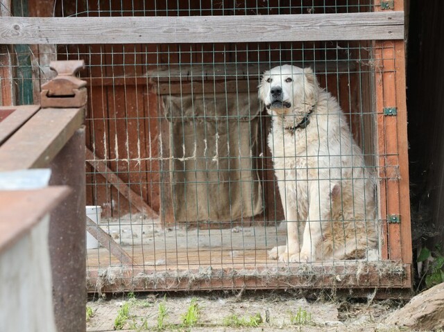 Разъярённый алабай едва не загрыз жительницу Ростова, её спас мужчина с палкой