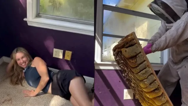Сладкая находка: под полом дома обнаружили пчелиное царство