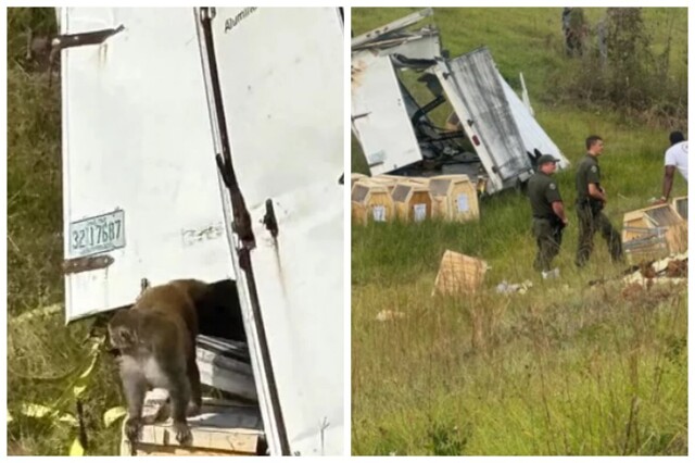 В США сбежали заражённые герпесом, гепатитом и коронавирусом обезьяны