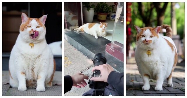 Парень устроил фотосессию уличному коту