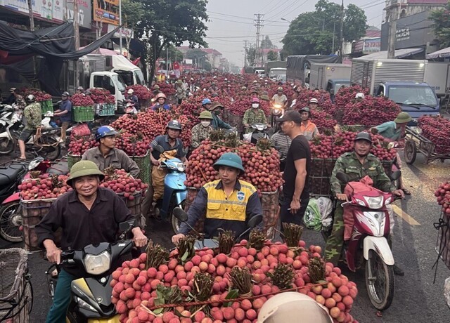 Фруктовая магистраль Вьетнама: как тысячи мотоциклов везут личи