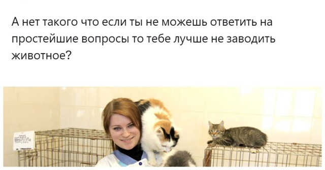 Подробная анкета в приютах для животных – необходимая защита или избыточная преграда?