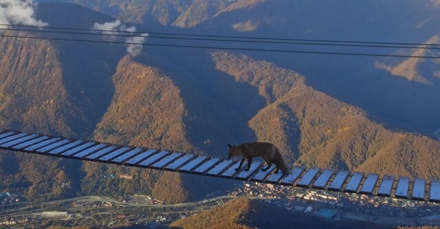 Лиса прогулялась по подвесному мосту