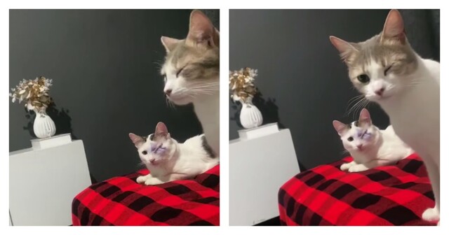 Коту сделали глазную операцию, и теперь второй питомец прикрывает свой глаз, подражая ему