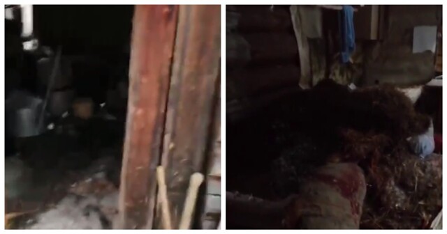 Медведь занял зимовье охотника