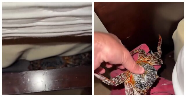 Ночь в отеле превратилась в кошмар: турист заметил неожиданного гостя в своей кровати