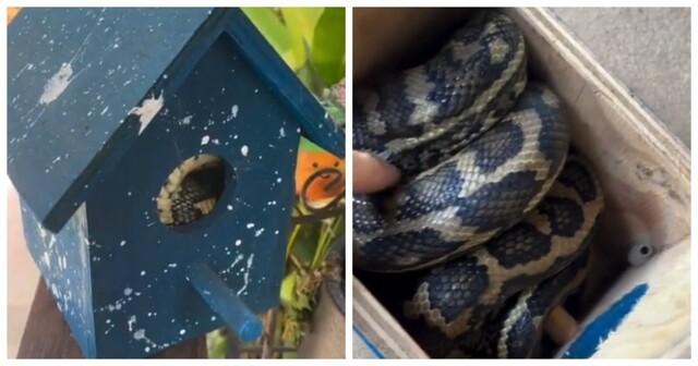 Австралия в своём стиле: скворечник захватила змея