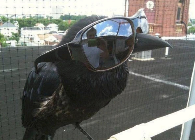 Причины, по которым не стоит заводить дома ворона