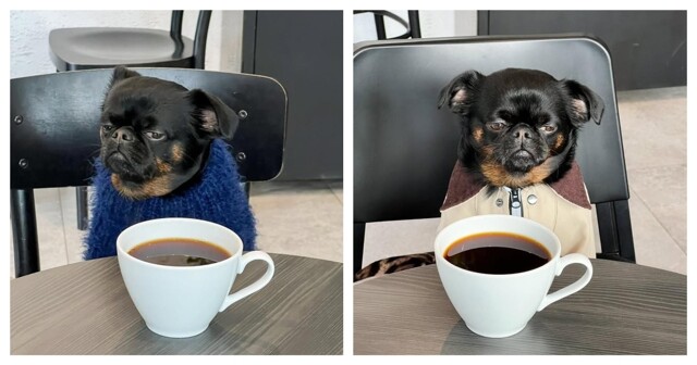 Пёс с постоянно хмурой мордочкой