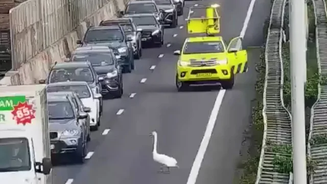 Лебедь устроил пробку на A27 под Горинхемом