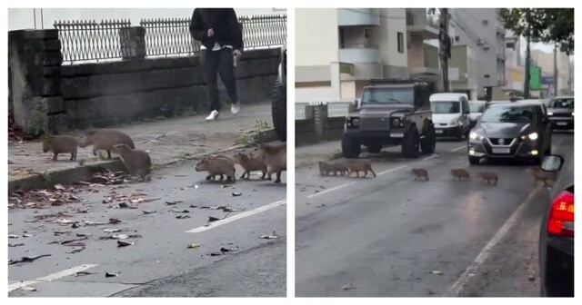Семейство капибар переходит дорогу