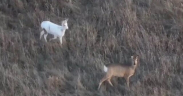 Почти белоснежная косуля замечена в Новосибирской области