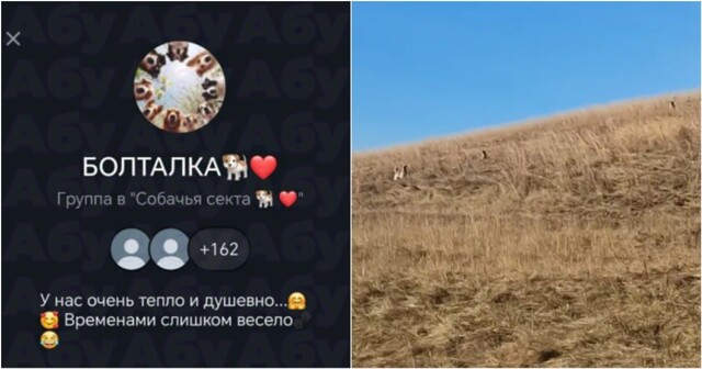 Зоозащитницы хотели сжечь деревню, где собаки напали на ребенка