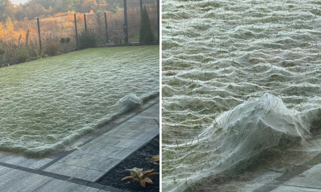 Паучий остров: километры паутины превратили эту землю в фильм ужасов