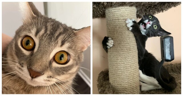 25 ярких примеров тайных планов и замыслов, написанных на усатой морде