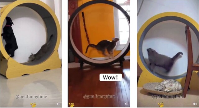 Котейки на колесе