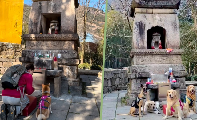 Китайцы заставляют собак помолиться