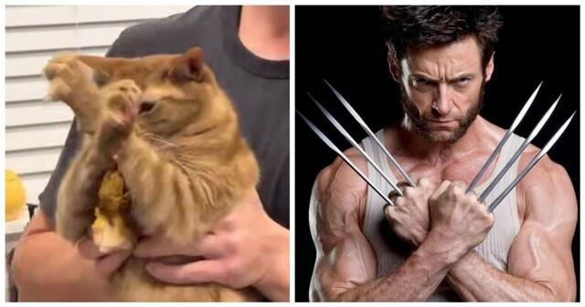 Кот до последнего защищал украденную курицу