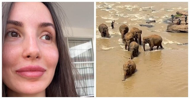 Редкое зрелище: туристка из России увидела стадо спасённых слонов прямо из номера