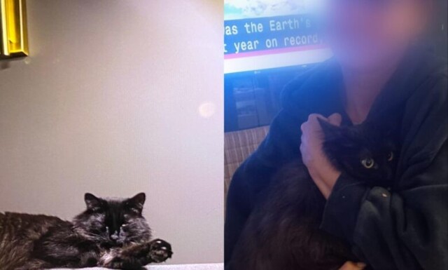 В аэропорту Стамбула 12 часов искали кота, сбежавшего из переноски перед полётом