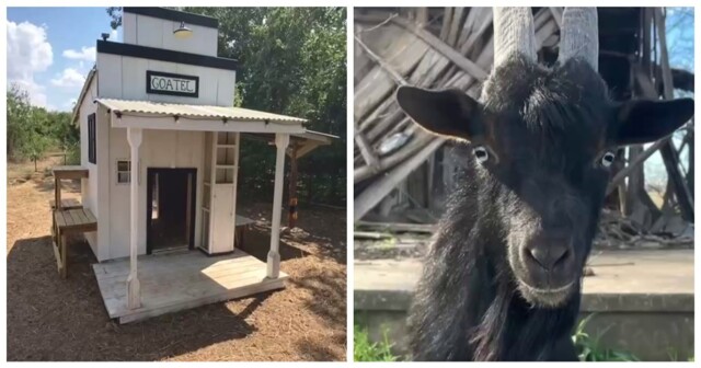 Мужчина построил «отель» для козла