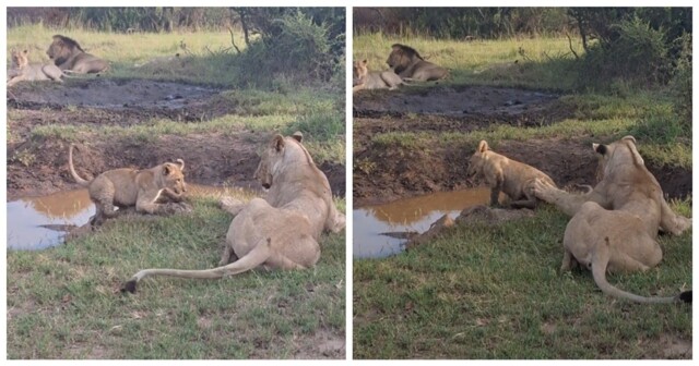 Все коты любят играть