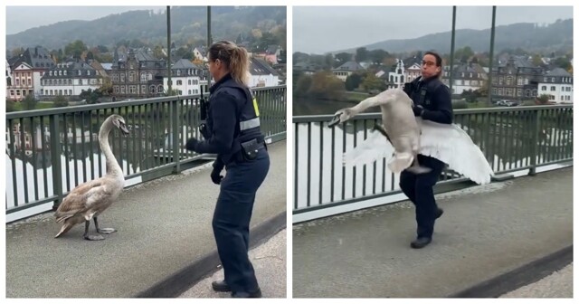 Немецкая полиция поймала лебедя, который выбежал на трассу