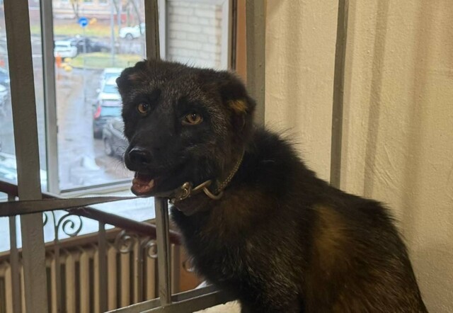 Прокуроры изъяли чернобурую лису, проживавшую в квартире в Москве