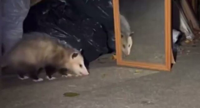 Реакция опоссума на своё отражение в зеркале