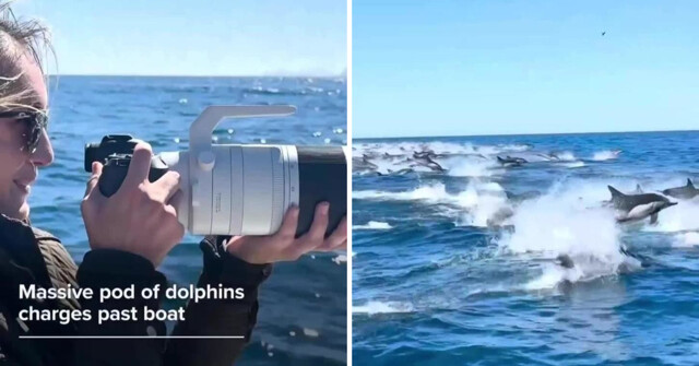 В Калифорнии случайно запечатлели, как тысячи дельфинов пронеслись мимо лодки
