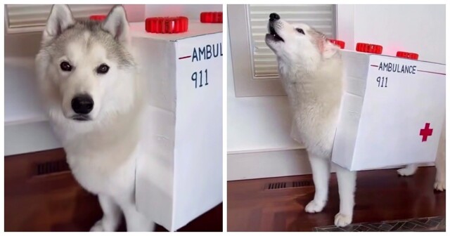 Лучший костюм для хаски