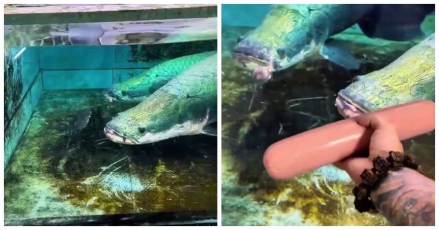 Арапайма: одна из самых крупных пресноводных рыб в мире