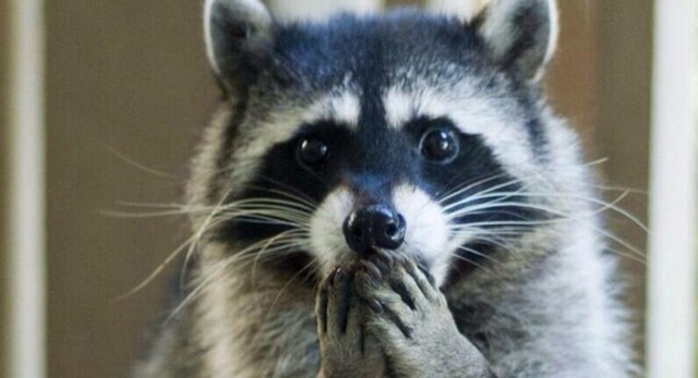 Как выглядит лысый енот