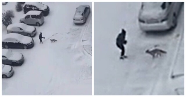 Лиса напала на девушку в Новосибирске