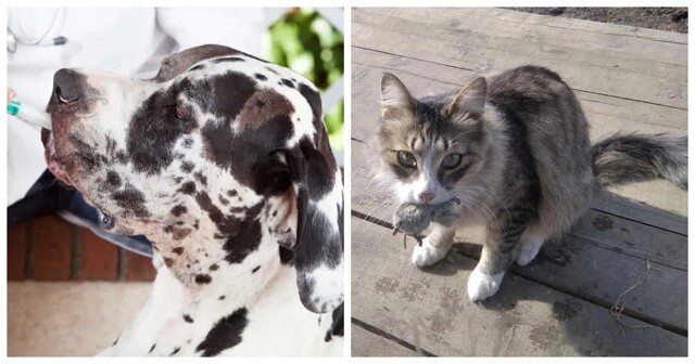 Реальные истории, подтверждающие высокий интеллект и развитую интуицию домашних питомцев