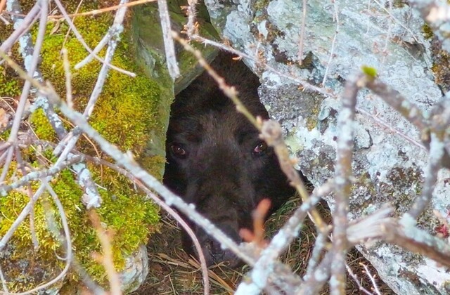 Редкие кадры засыпающего в берлоге медведя
