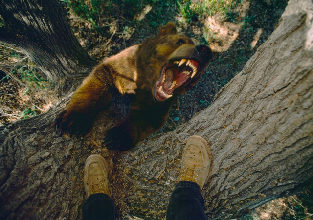 Почему есть мясо медведя смертельно опасно?