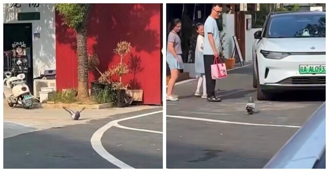 В Китае голубь растолстел от ресторанных угощений и утратил способность летать