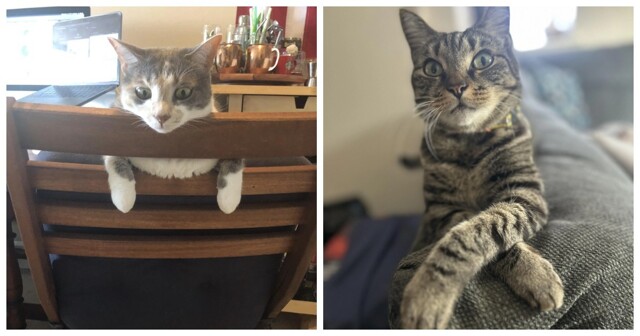 30 кошачьих поз, которые смешнее любого мема