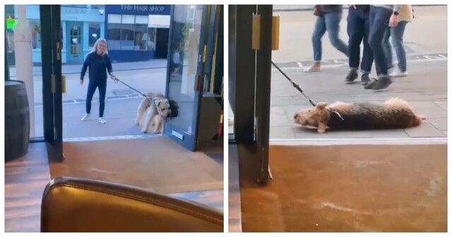 В Англии пёс отказался продолжить прогулку, пока не зайдёт в паб