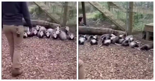 Мужчина напугал семью опоссумов