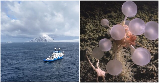 Под ледяной коркой Антарктиды нашли 30 новых видов живых существ