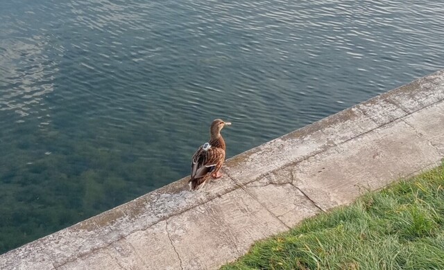 Загадочная утка в Москве